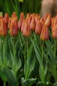 Tulipa Request
