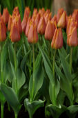 Tulipa Request