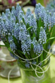 Muscari armeniacum
