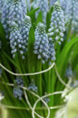 Muscari armeniacum