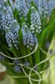 Muscari armeniacum