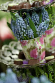 Muscari arrangement