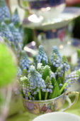 Muscari arrangement