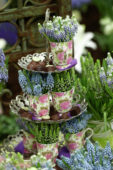 Muscari arrangement