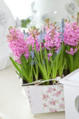 Hyacinthus Pink Pearl