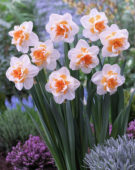 Narcissus Peach Swirl