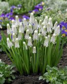 Muscari Siberian Tiger ®