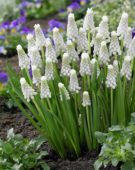 Muscari Siberian Tiger ®