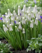Muscari Siberian Tiger ®