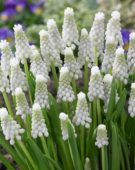 Muscari Siberian Tiger ®