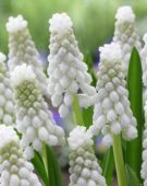 Muscari Siberian Tiger ® Muscari Siberian Tiger ®