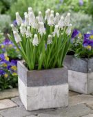 Muscari Siberian Tiger ®