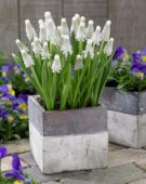 Muscari Siberian Tiger ®