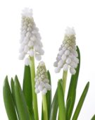 Muscari Siberian Tiger ® Muscari Siberian Tiger ®