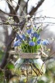 Muscari armeniacum