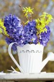 Hyacinthus, Forsythia