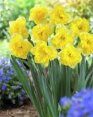 Narcissus Golden Printal