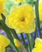 Narcissus Golden Printal