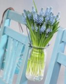 Muscari Cupido® Muscari Cupido®