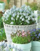 Muscari aucheri Ocean Magic ® Muscari aucheri Ocean Magic ®