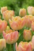 Tulipa Creme Upstar