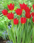 Tulipa Wisley