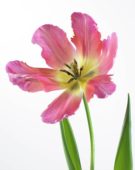 Tulipa Sexy Lady
