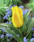 Tulipa Yellow Compostella