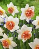 Narcissus Candy Princess