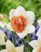 Narcissus Candy Princess