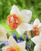 Narcissus Candy Princess