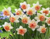 Narcissus Candy Princess