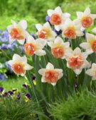 Narcissus Candy Princess