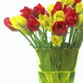 Tulipa Red, Yellow Springgreen