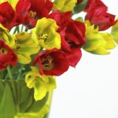 Tulipa Red, Yellow Springgreen
