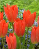 Tulipa Orange Brilliant