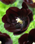 Tulipa Paul Scherer