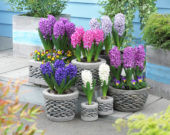 Hyacinthus collection