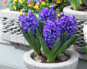 Hyacinthus Blue Trophy