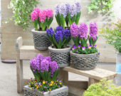 Hyacinthus collection