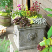 Succulents on pot