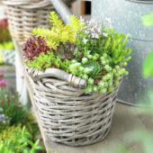 Succulents on pot