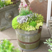 Succulents on pot