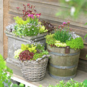 Succulents on pot