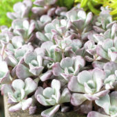 Sedum spathulifolium Purpureum