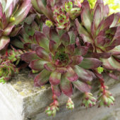 Sempervivum Bronco