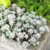 Sedum spathulifolium Cape Blanco
