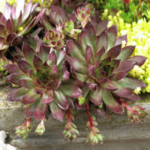 Sempervivum Bronco
