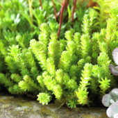 Sedum acre Minus