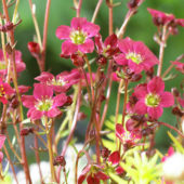 Saxifraga x arendsii 